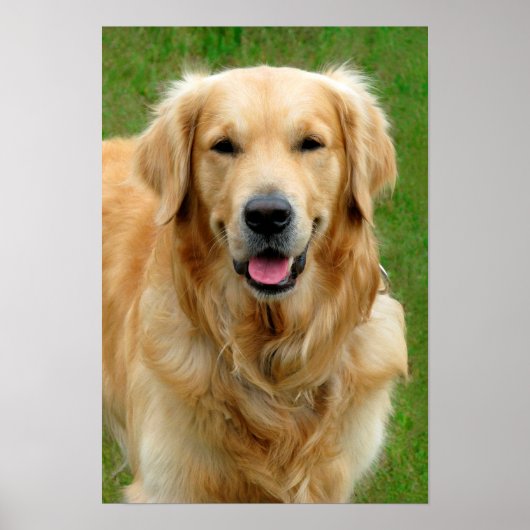 Golden Retriever Poster (Vorne)