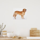Golden Retriever Poster (Küche)