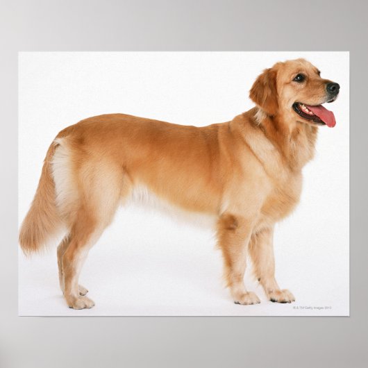 Golden Retriever Poster (Vorne)