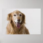 Golden Retriever Poster (Vorne)
