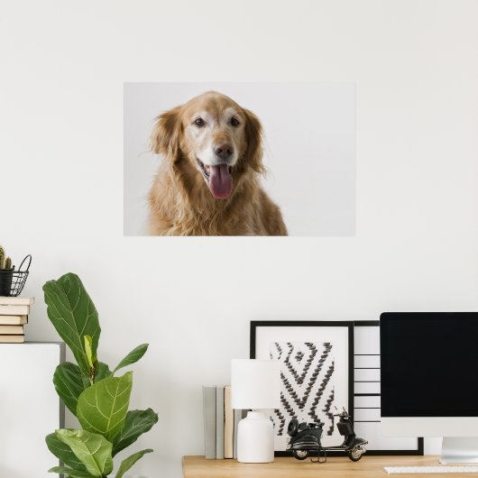 Golden Retriever Poster (Heimbüro)