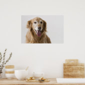 Golden Retriever Poster (Küche)