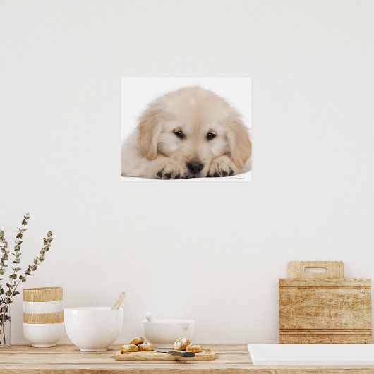 Golden Retriever Poster (Küche)