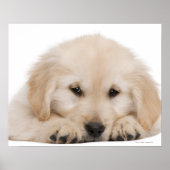 Golden Retriever Poster (Vorne)
