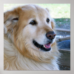 Golden Retriever Poster