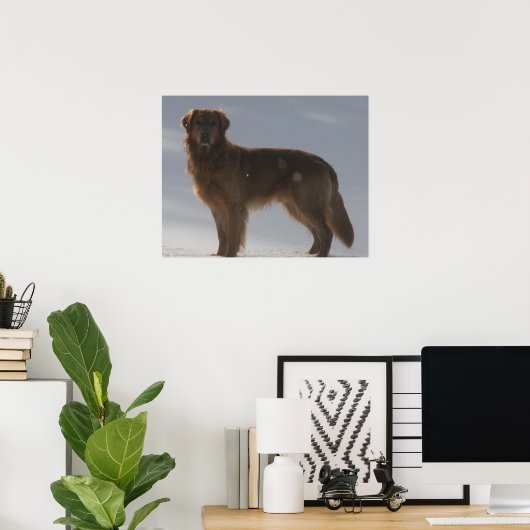 GOLDEN RETRIEVER POSTER (Heimbüro)