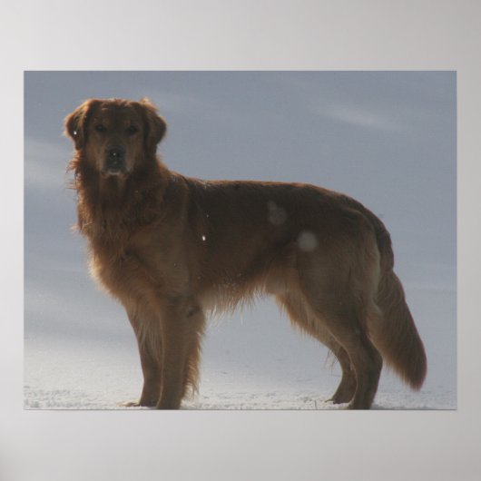 GOLDEN RETRIEVER POSTER (Vorne)
