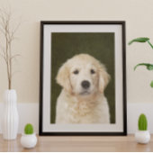 Golden Retriever Poster