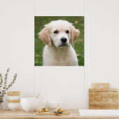 Golden Retriever Poster (Küche)