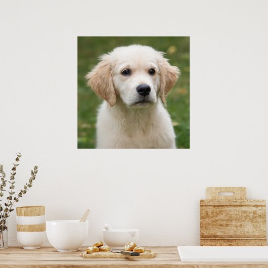 Golden Retriever Poster (Küche)
