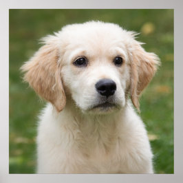 Golden Retriever Poster