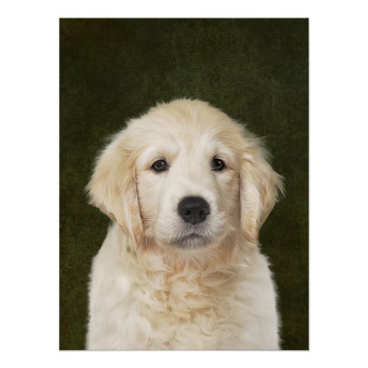 Golden Retriever Poster (Vorderseite)