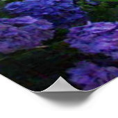 Golden Retriever Poster Hydrangea (Ecke)