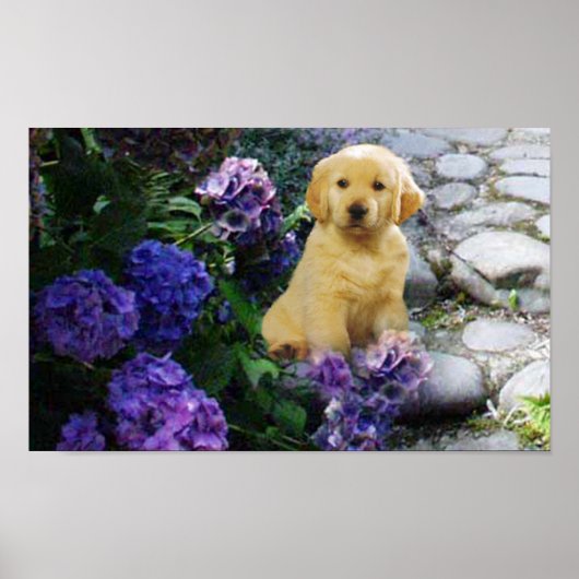 Golden Retriever Poster Hydrangea (Vorne)