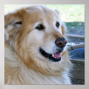 Golden Retriever Posters Poster