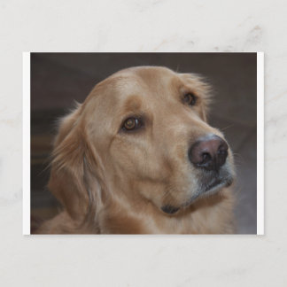 Golden Retriever Postkarte