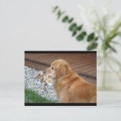 Golden Retriever Postkarte (Stehend Vorderseite)