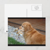 Golden Retriever Postkarte (Vorne/Hinten)