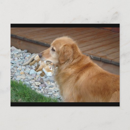 Golden Retriever Postkarte (Vorderseite)