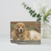 Golden Retriever Postkarte (Stehend Vorderseite)