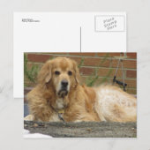 Golden Retriever Postkarte (Vorne/Hinten)