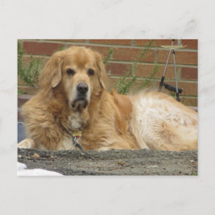 Golden Retriever Postkarte