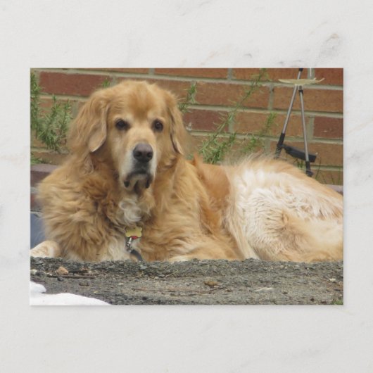 Golden Retriever Postkarte (Vorderseite)
