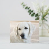 Golden Retriever Postkarte (Stehend Vorderseite)
