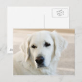 Golden Retriever Postkarte (Vorne/Hinten)