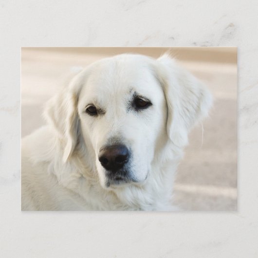 Golden Retriever Postkarte (Vorderseite)