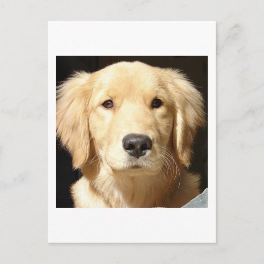 Golden Retriever Postkarte (Vorderseite)