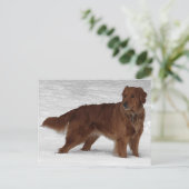 Golden Retriever Postkarte (Stehend Vorderseite)