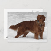 Golden Retriever Postkarte (Vorne/Hinten)
