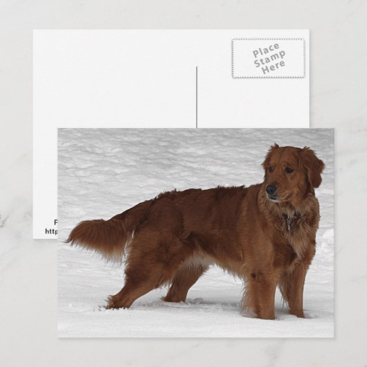 Golden Retriever Postkarte (Vorne/Hinten)