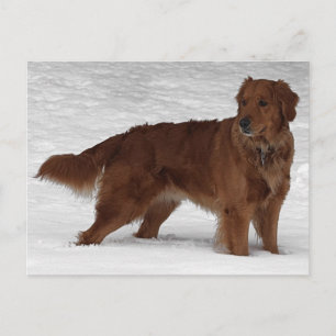 Golden Retriever Postkarte
