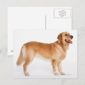 Golden Retriever Postkarte (Vorne/Hinten)