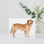 Golden Retriever Postkarte (Stehend Vorderseite)