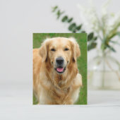 Golden Retriever Postkarte (Stehend Vorderseite)