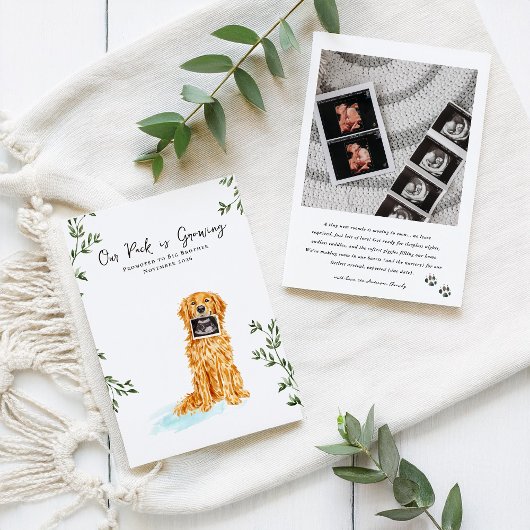 Golden Retriever Pregnancy Announcement Ankündigung