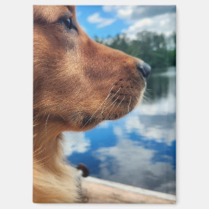 Golden Retriever Profil Magnet