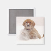 Golden Retriever Pup im Schnee Magnet (Vorderseite/Rückseite)