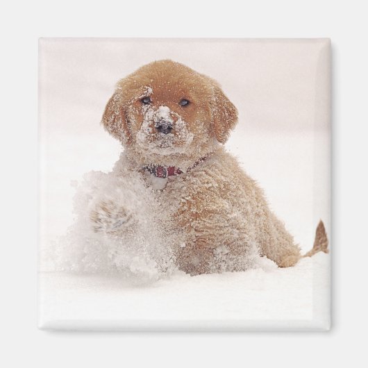 Golden Retriever Pup im Schnee Magnet (Vorne)