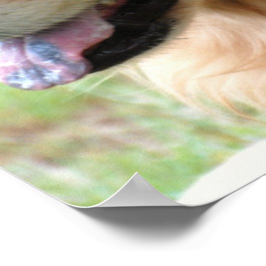 Golden Retriever Pup Poster Print (Ecke)