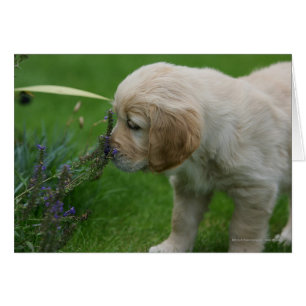 Golden Retriever Puppy