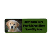 Golden Retriever Puppy (Vorne)