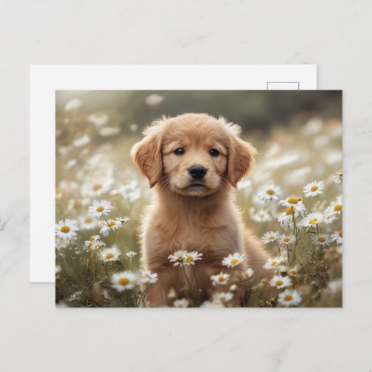 Golden Retriever Puppy Daisy Field Postkarte (Vorne/Hinten)