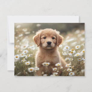 Golden Retriever Puppy Daisy Field Postkarte