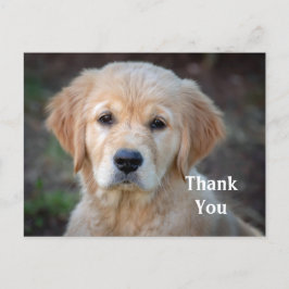 Golden Retriever Puppy Danke, Postkarte