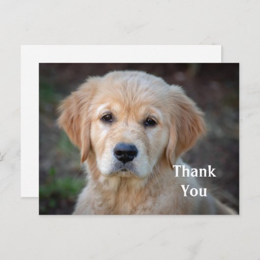 Golden Retriever Puppy Danke, Postkarte (Vorne/Hinten)