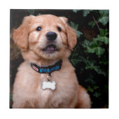 Golden Retriever Puppy Fliese (Vorderseite)